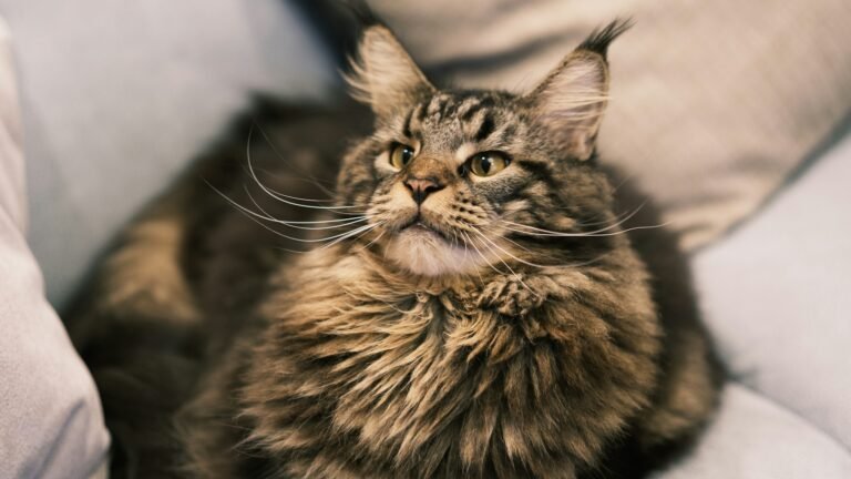 10 Absolutely Fascinating Facts About Maine Coon Cats