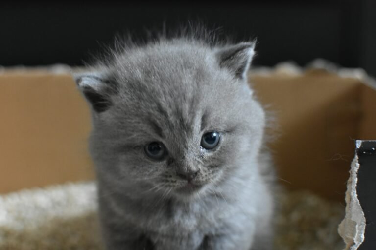 How to Clean a Cat Litter Box (Without Losing Your Sanity)