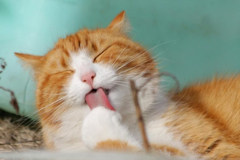 7 Toxic Foods for Cats You Should Never Feed Them