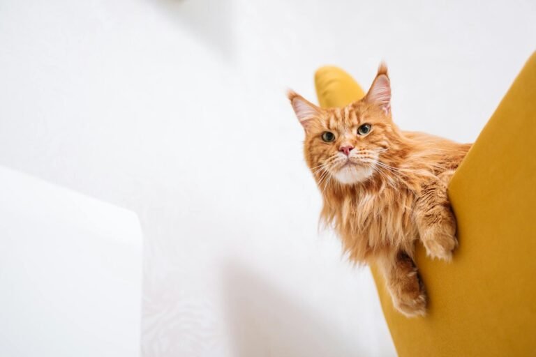How to Litter Train a Stubborn Cat in 5 Simple Steps