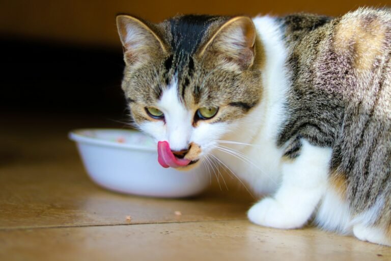 5 Easy & Healthy Crockpot Cat Food Recipes
