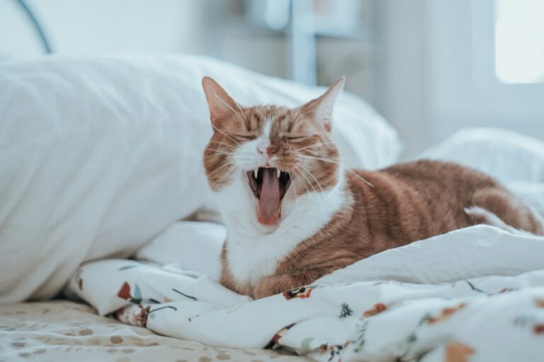 Why Is Your Cat Meowing So Much? 9 Possible Reasons