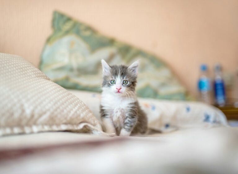 7 Things You Should Never Do With a Cat (If You Like Peace in Your Life)