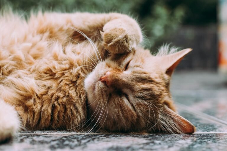 7 Mistakes to Avoid When Choosing a Cat GPS Tracker