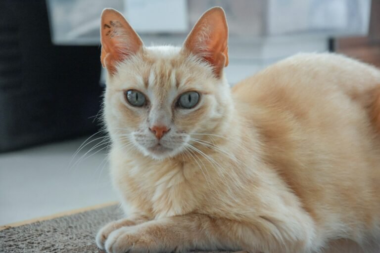 How to Make Your Own Dry Cat Food
