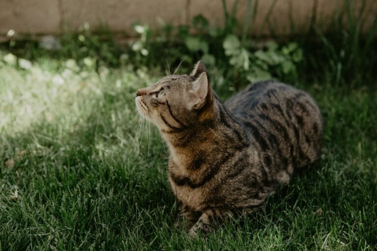 7 Essential Tips to Train an Outdoor Cat