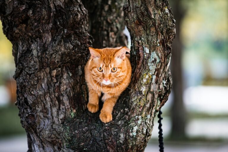 5 Cool Tricks to Teach Your Cat (Yes, Really!)