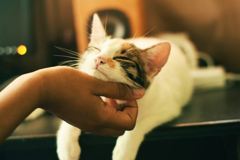 13 Things You Should Know Before Adopting a Cat