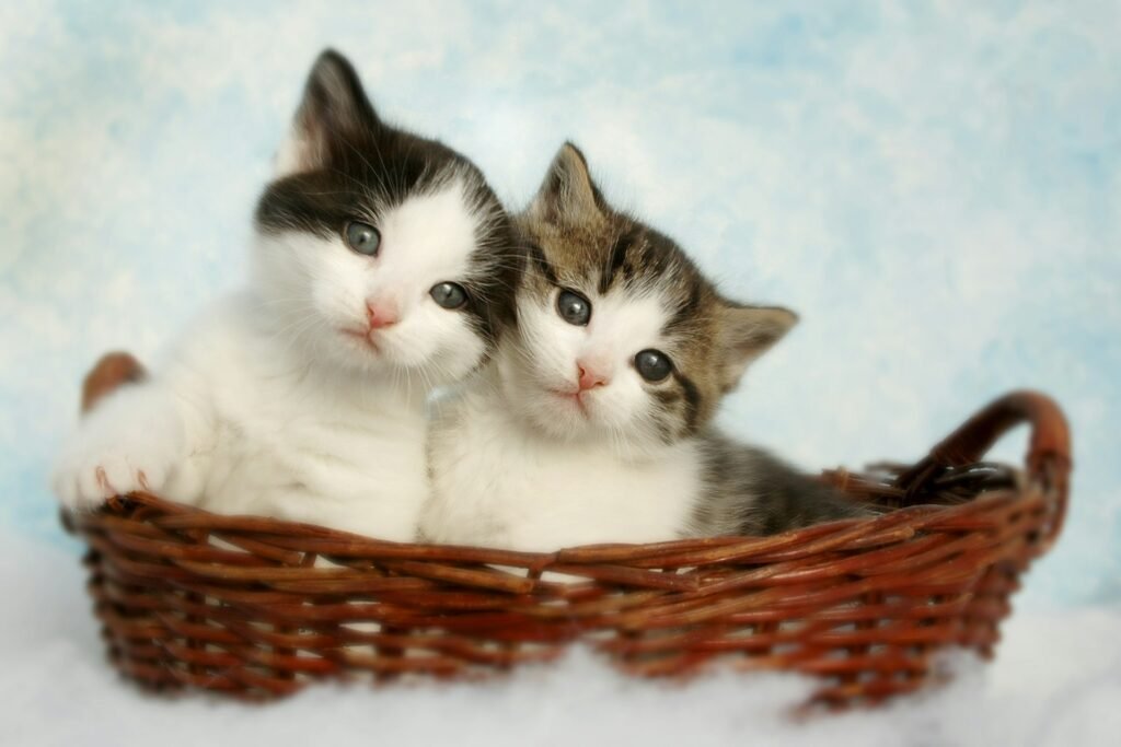 7 Cat Care Tips You Need To Know